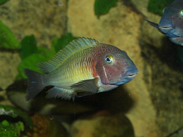 Tropheus moorii 'Cape Nambeyeye'
